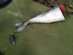 Quantum Mr. Pike Bait Pop Up Kit Red (3pcs) -Exporteren Haak Lijn Winkel 22 6240001 3