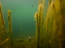 Fox Edges Zig Float Kit -Exporteren Haak Lijn Winkel CAC753 7