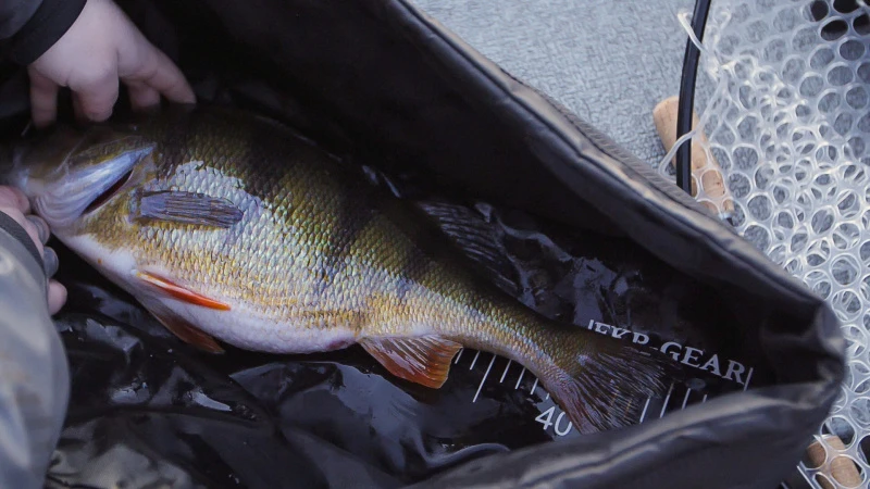 FKP-Gear Perch Station 7 FKP-Gear Perch Station - Afbeelding 5